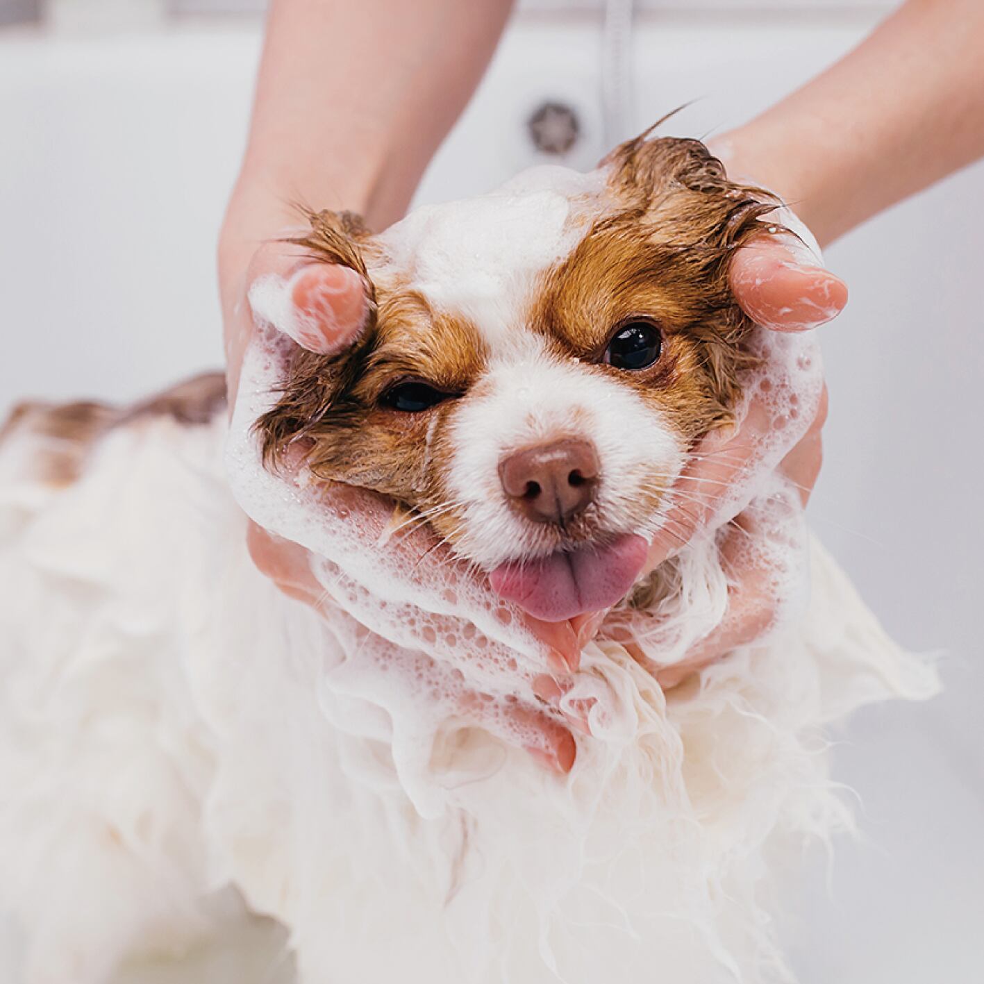 【現品限り50%OFF】RIOTS ナチュラルアースバーソープ (ペット用石鹸)　JASMINE ＆ LILY ジャスミン＆リリー